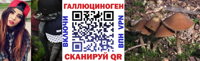 Галлюциногенные грибы Psilocybe  hydra вход  Муром 